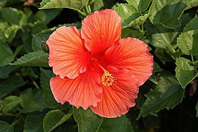 回合制FPS《雷能思之门》全新预告 9月28登陆全平台